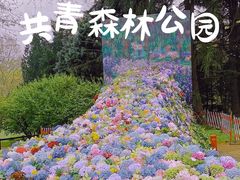 -上海共青森林公园