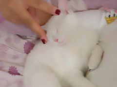 -瑞派·关忠动物医院·猫专科·犬专科(三环新城店)