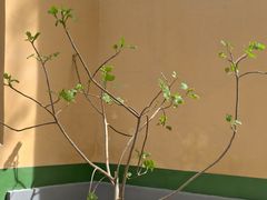 -艾提尕尔清真寺