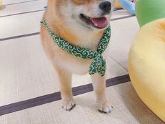 -逗柴咖啡屋·狗咖猫咖宠物桌游
