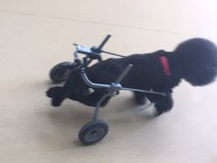 -瑞派·关忠动物医院·猫专科·犬专科(三环新城店)