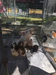 -萌宠亲子动物乐园(槐房万达店)