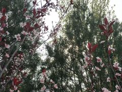 -宝鸡植物园