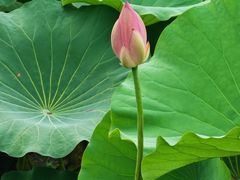 -羊亭河湿地公园