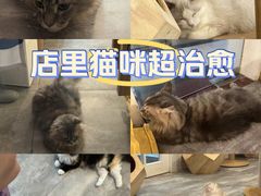 -楼上猫咖(罗湖店)