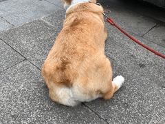 -半岛宠物医院24小时(科华中路店)