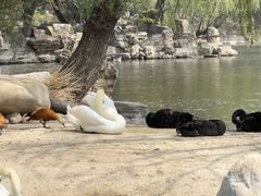 -石家庄市动物园