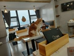 -喵园·猫主题咖啡厅·撸猫·猫咖(国贸店)