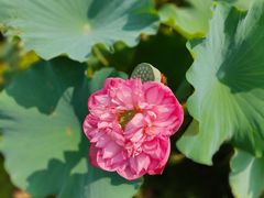 -池杉湖湿地公园