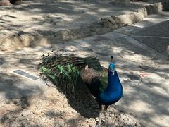 -瑞丽独树成林风景区