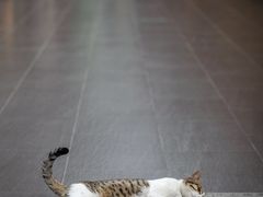 -龙华寺