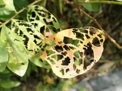 -华侨城湿地公园