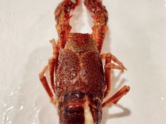 -旺小胖小龙虾
