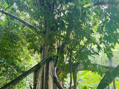 -中国科学院西双版纳热带植物园