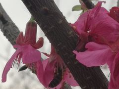 -天适樱花悠乐园