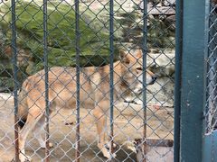 -大连森林动物园