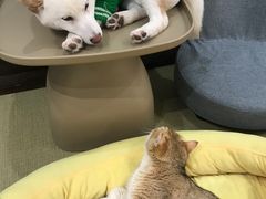 -逗柴咖啡屋·狗咖猫咖宠物桌游