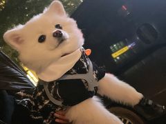 -斯普汇生蚝牛排馆(中骏世界城店)