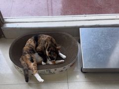 -瑞鹏宠物医院·夜间急症·心超·猫科(祖庙分店)