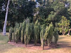 -中国科学院西双版纳热带植物园
