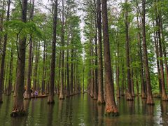 -渌洋湖湿地公园