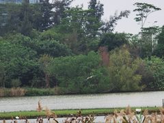 -华侨城湿地公园