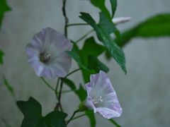 -杭州西湖风景名胜区-满觉陇四眼井