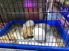 -双季花艺园艺市场(浦东店)