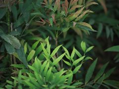 -白塘生态植物园