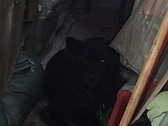 -添發碗仔翅美食