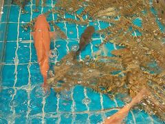 -新丁香海鲜酒店(银海商贸城店)