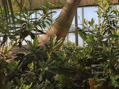 -呀路古热带植物园