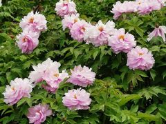 -黑龙江省森林植物园