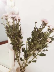 -美肤盾祛痘·问题肌头疗管理中心