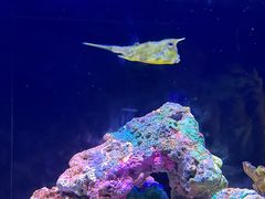 -上海海洋水族馆