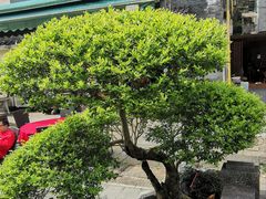 -春娟茶楼·地道农家菜(梅家坞店)