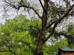 -岳麓山风景名胜区