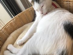 -申普宠物医院·心脏介入·心血管微创(总院)