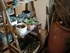 -猫色咖啡·猫咖