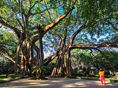 -瑞丽独树成林风景区