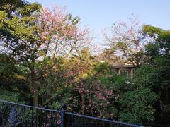-佛冈森波拉度假区