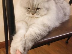 -猫友咖啡店(玉林西路店)