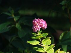 -东方饺子王(新奥购物中心店)