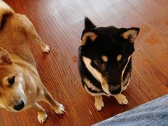 -豆柴町-柴犬主题狗咖(红鼎国际C座店)