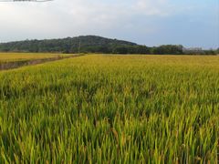 -上海佘山国家森林公园天马山园