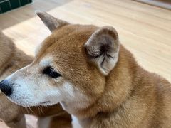 -是阿柴呀！柴犬咖啡·爱喵喵猫咖
