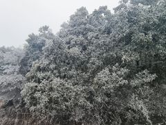 -黄埔油麻山森林公园