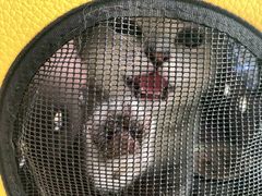 -瑞派天宁宠物医院·猫科·异宠中心