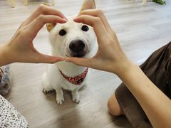 -柴迷FANS CLUB·柴犬狗咖·猫咖