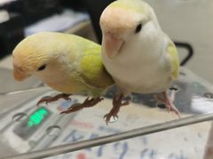 -深圳野生动物园宠物医院(西湖林语店)